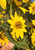 Maximilian Sunflower Roots Native American Seed