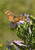 Tall Aster. Native American Seed.