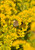 Tall Goldenrod Roots Native American Seed