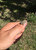 Native American Seed Horned Lizard Habitat Mix