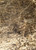 Native American Seed Horned Lizard Habitat Mix