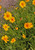 Photo by Carl Lewis. Coreopsis Grandiflora