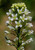 Peppergrass bloom. Credit R.W. Smith Lady Bird Johnson Wildflower Center
