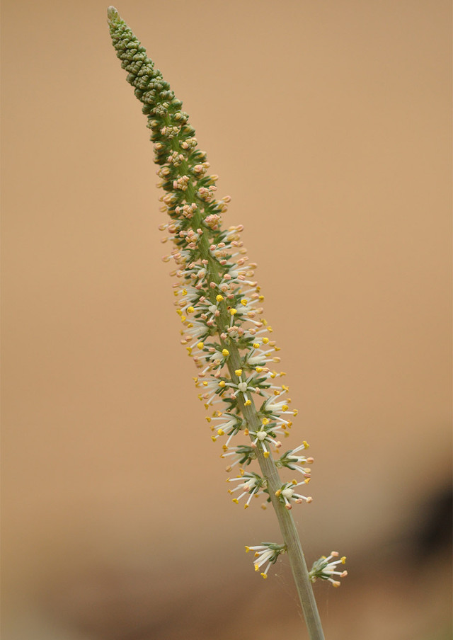Green Sprangletop | Native American Seed