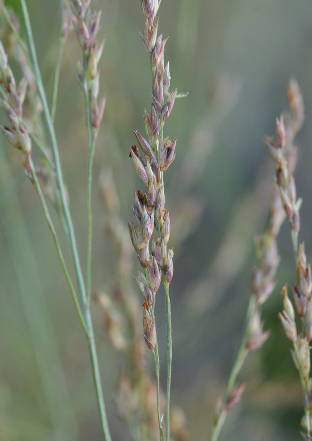 Switchgrass Roots Native American Seed
