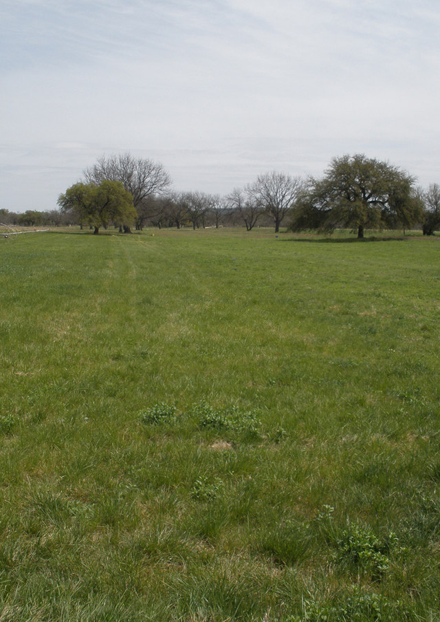 Texas Wintergrass Roots | Native American Seed