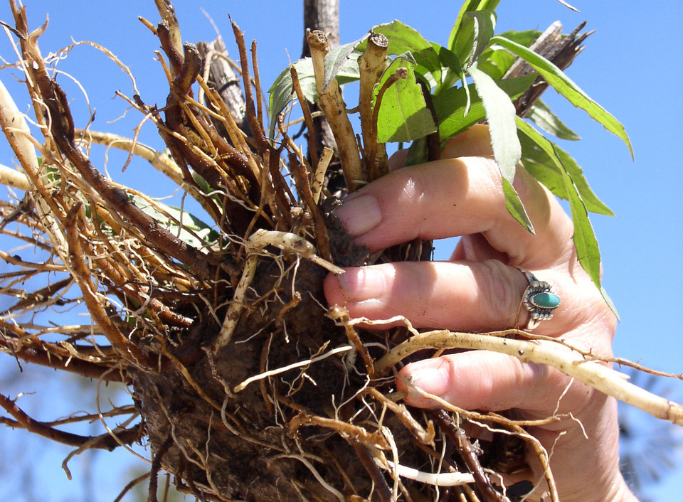 Live Root Planting Tips