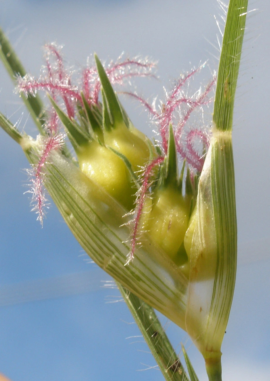 Buffalograss | Native American Seed