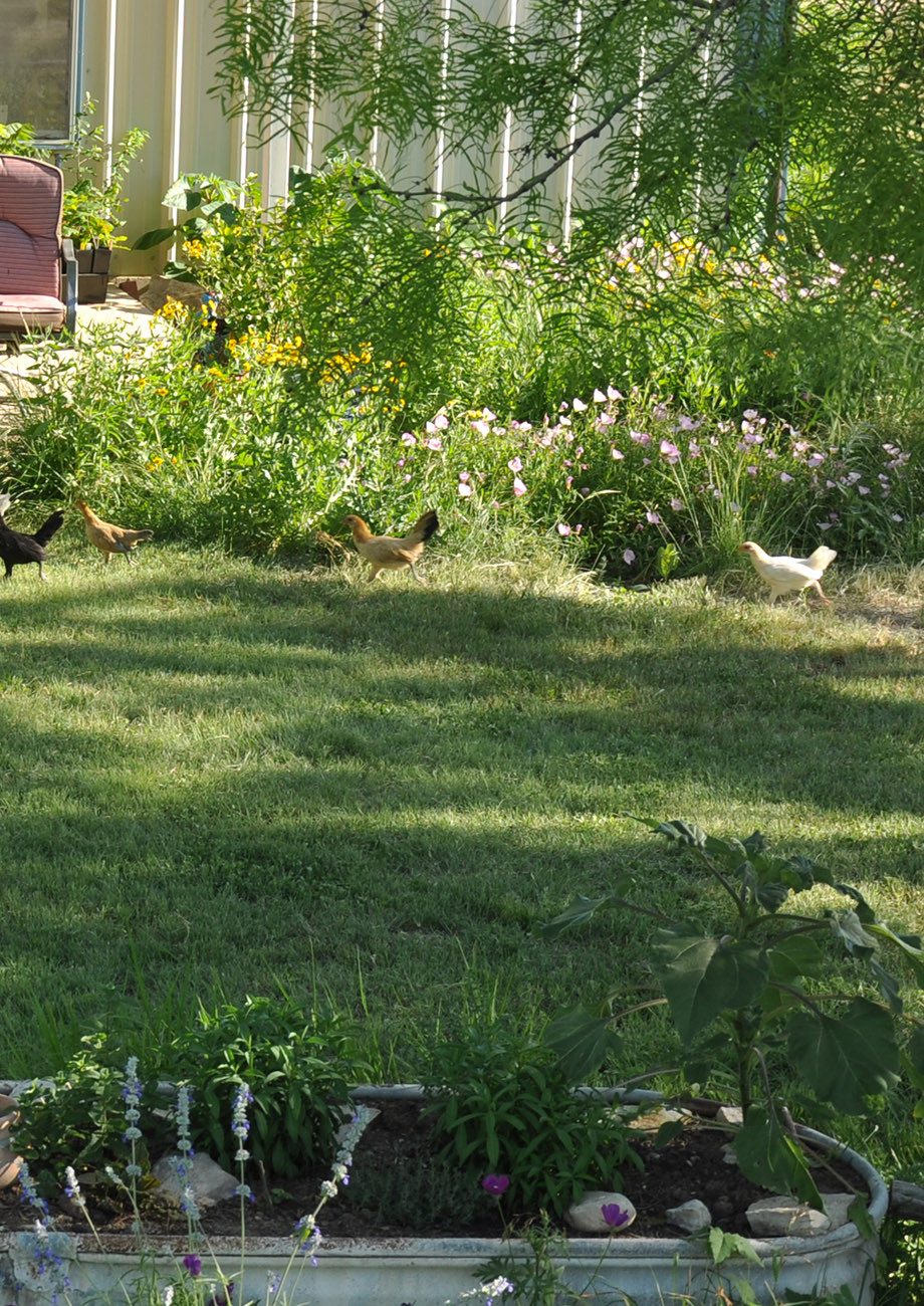 Water Saver Kit Native American Seed