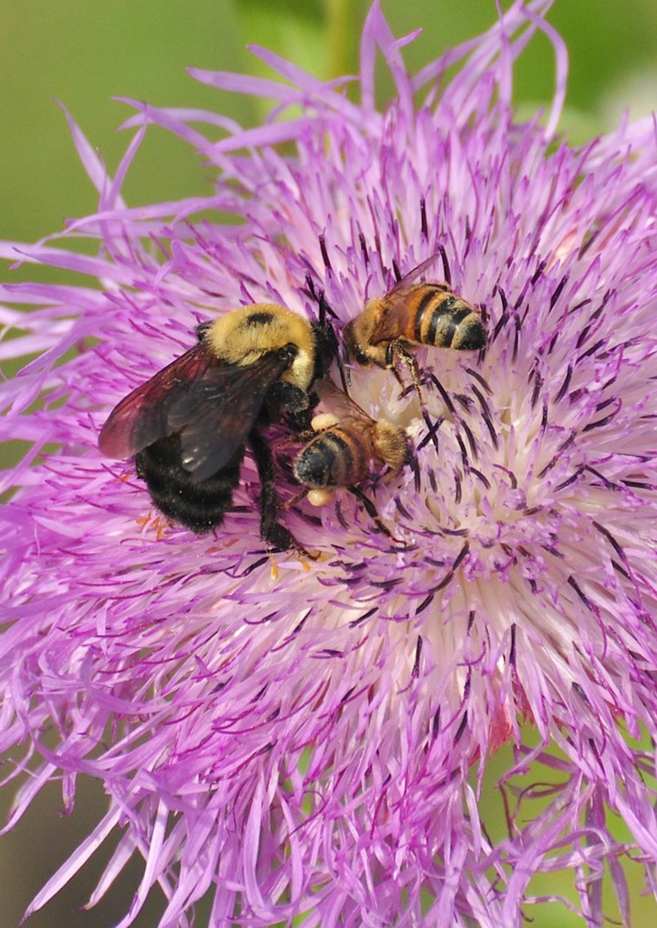 Native Seeds Native American Seed
