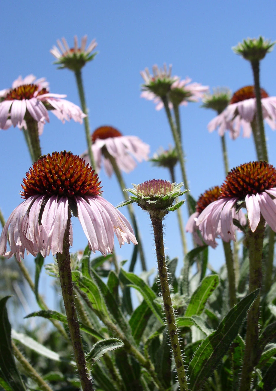 Clasping Coneflower | Native American Seed