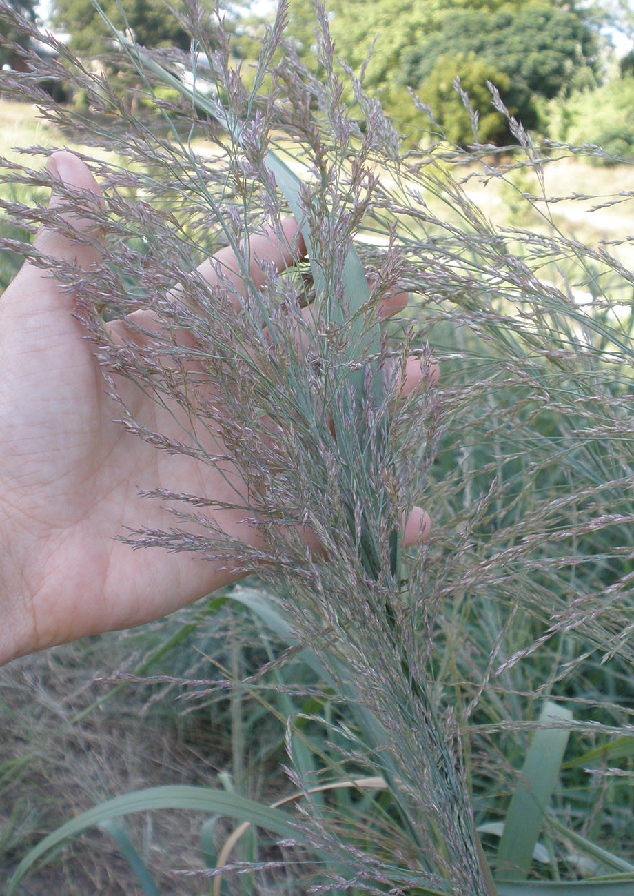 Switchgrass Roots | Native American Seed