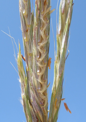 Bluestem Project