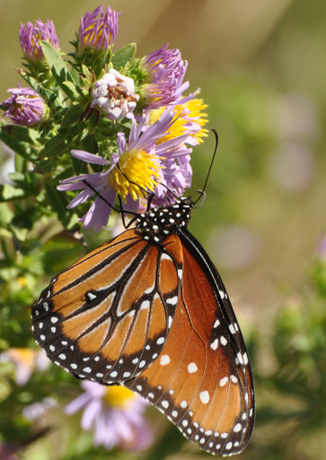 Tall Aster Roots | Native American Seed