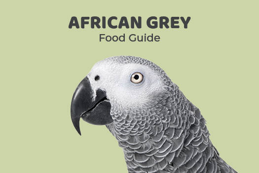 African Grey Parrot Feeding Guide Northern Parrots