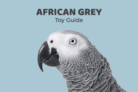 African Grey Parrot Toy Guide Northern Parrots