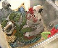 How Do Parrots Learn to Talk? How Parrots Communicate Northern Parrots