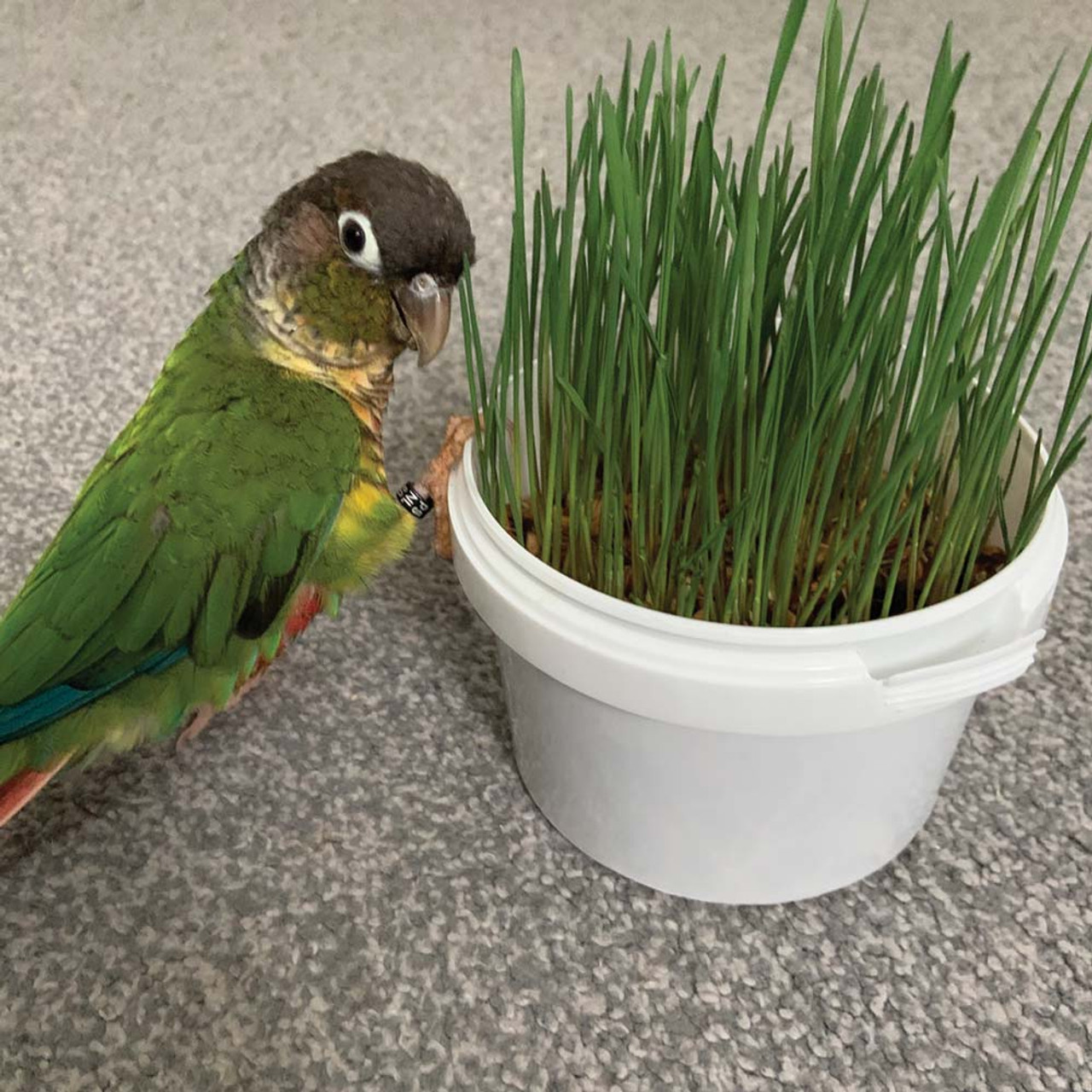 wheatgrass for parrots