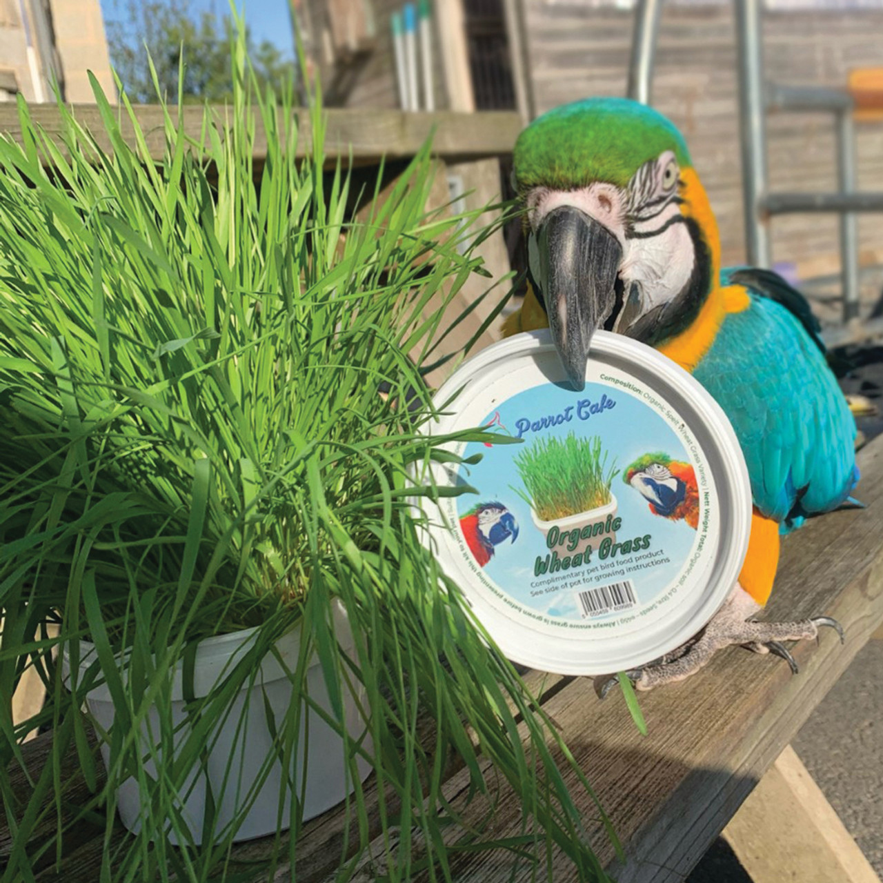 wheatgrass for parrots