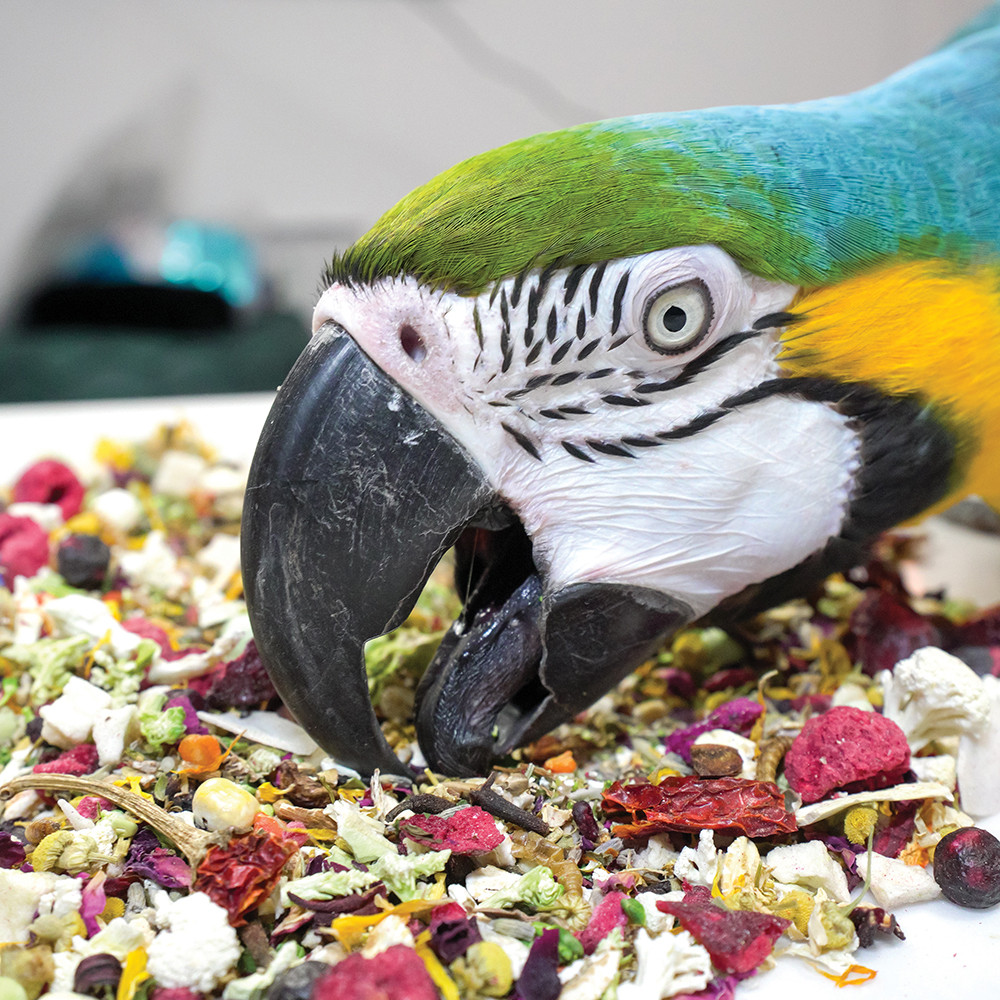 Mikey and Mia's Dry Mix Healthy Parrot Food 150g