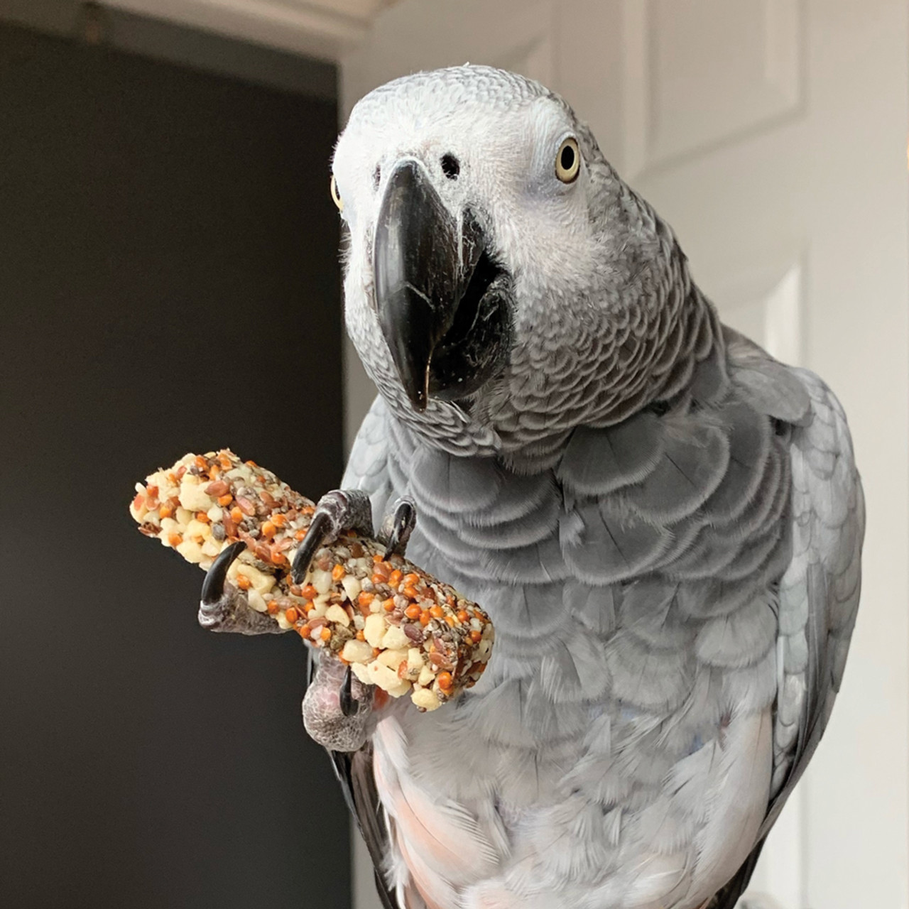 African grey shop favorite treats