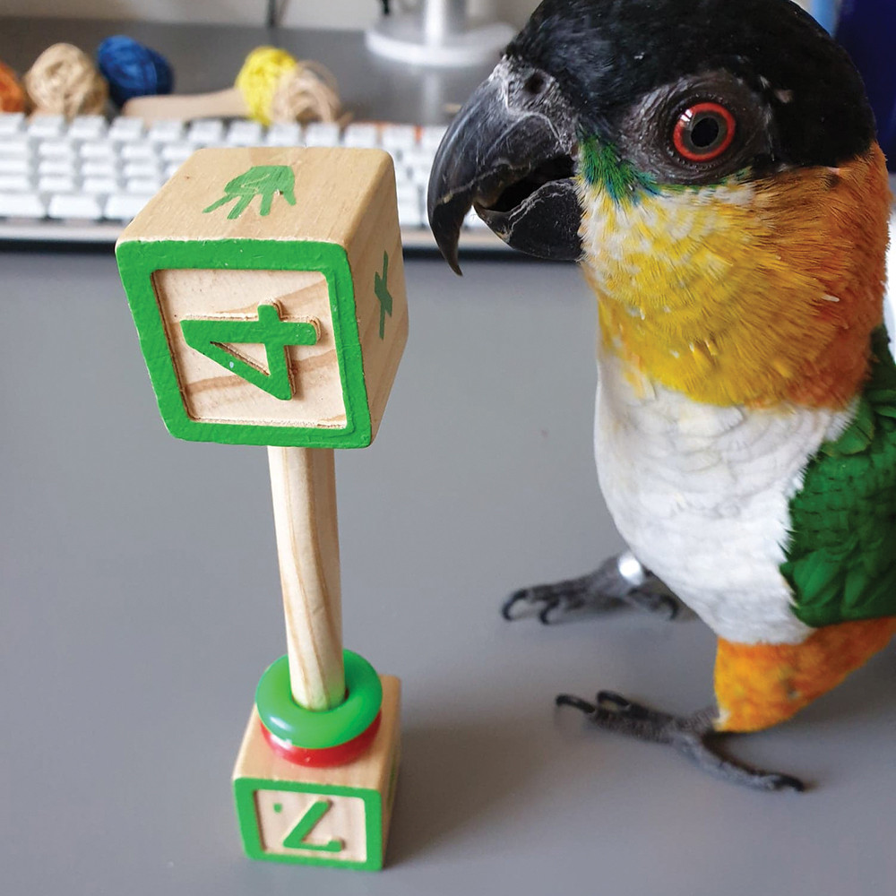 ABC Parrot Rattle Foot Toy - Large - Northern Parrots