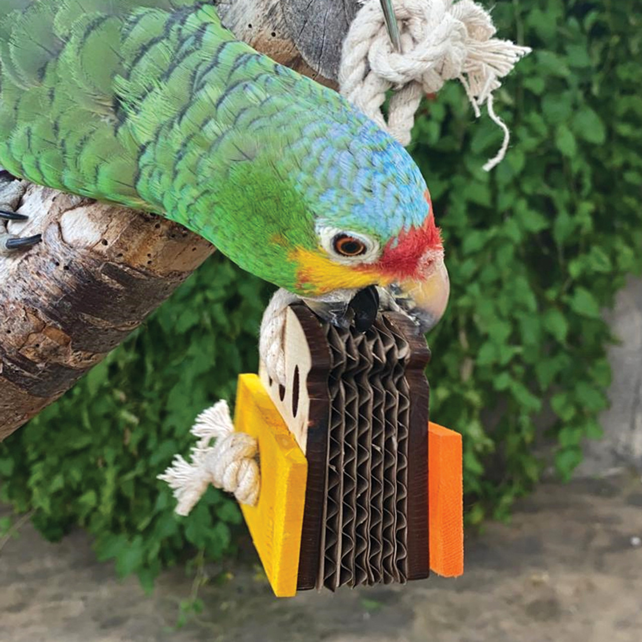 birdie bread for conures