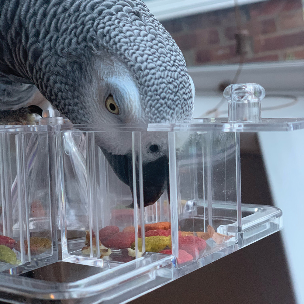 African Grey Parrot Handicapped Bird Supplies African Grey Parrot