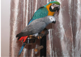 My First Macaw