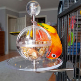 Why Do Parrots Need Foraging Toys?