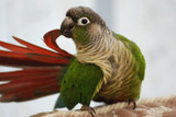 5 Things You Need To Know About Parrots 