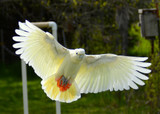 Katala - Protecting the Red Vent Cockatoo - PART 2