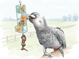 Reusable Foraging Parrot Toys | Products Reviewed and How To Use Guide