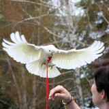 Harness Training Your Parrot