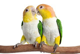 About The White-bellied Caique