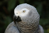 African Grey Fact Sheet