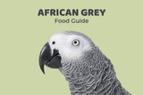 African Grey Parrot Feeding Guide