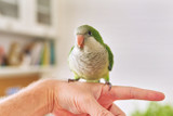 Applying The Three Basic Animal Needs To Parrots