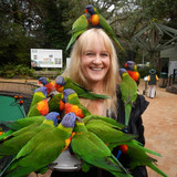 How To Train Your Lorikeet 