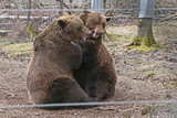 The World's Happiest Bears Just Got Even Happier