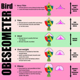 Is My Parrot Overweight?