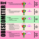 Is My Parrot Overweight?