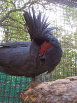 Easy Parrot Training Capture a Behaviour by Barbara Heidenreich