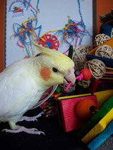 Enrichment More Than Just Parrot Toys