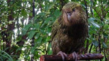 A Commitment to Kakapo - Working with Parrot Conservation