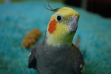 Is A Parrot The Right Pet For You