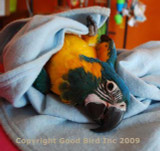 Training a Parrot to Love a Towel