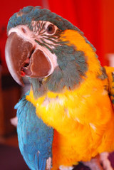 Tips to Get Started Training Your Parrot by Barbara Heidenreich