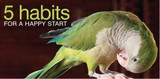 New Year And A New Start For Your Pet Bird