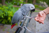 Socialising A Parrot With Family Members And Friends